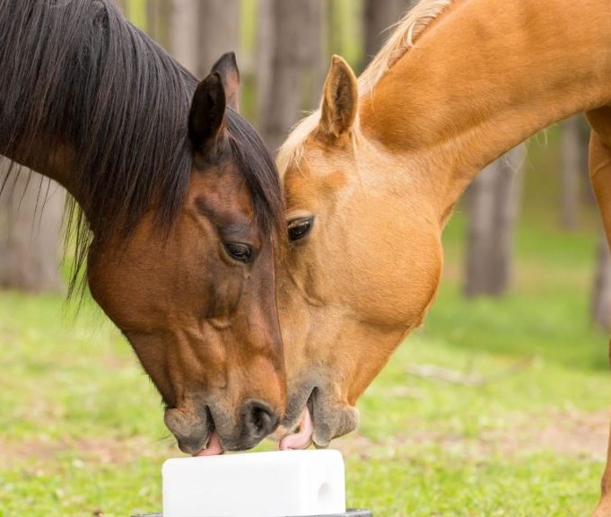 salt lick for animals