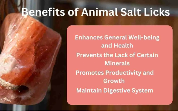 Benefits of Natural Salt Licks