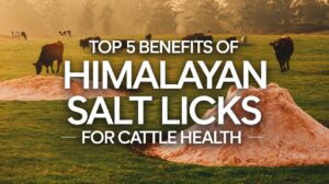 Top 5 Benefits of Himalayan Salt Licks for Cattle Health