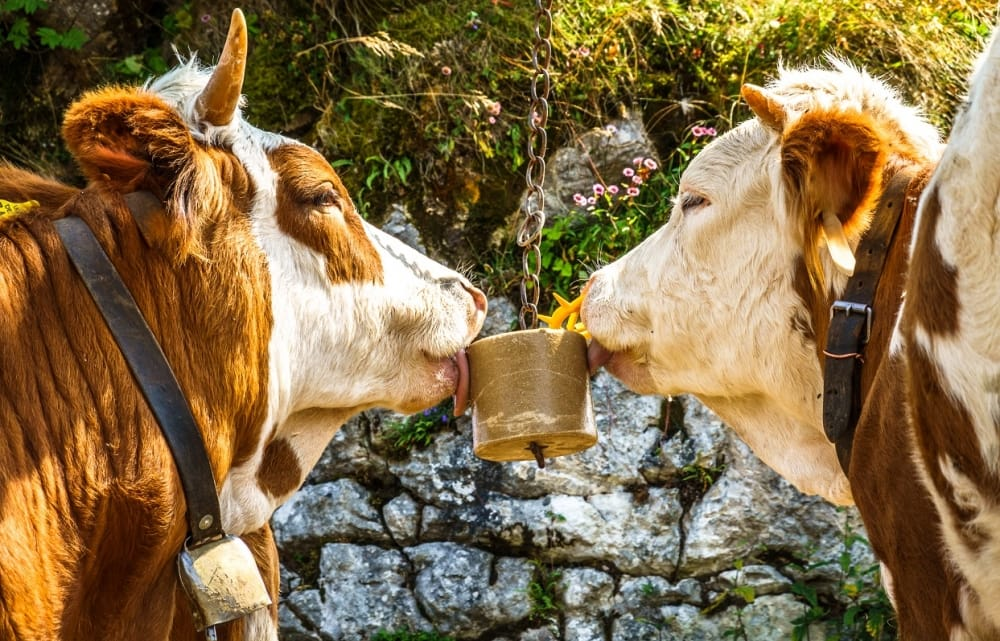 Top 5 Benefits of Himalayan Salt Licks for Cattle Health