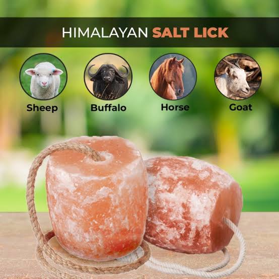 Science of Himalayan Salt Licks