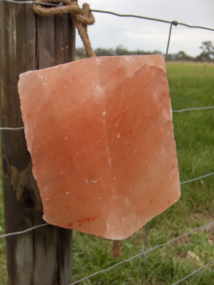 Natural Nutrition from Himalayan Salt Licks