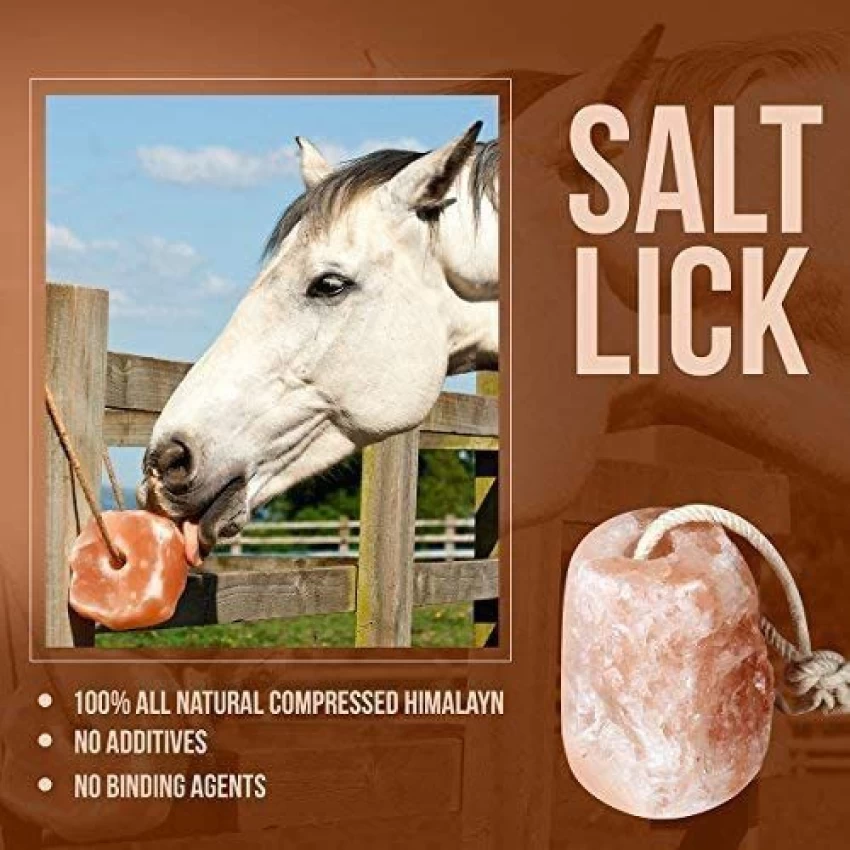 horse need salt blocks